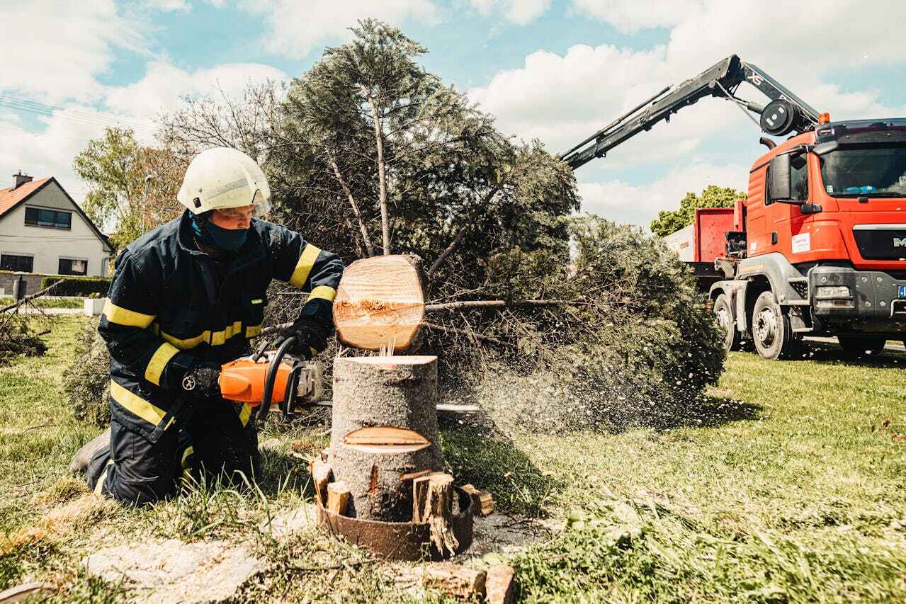 Best Tree Trimming and Pruning  in USA